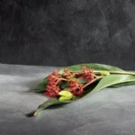 GIOIA - immagine 4